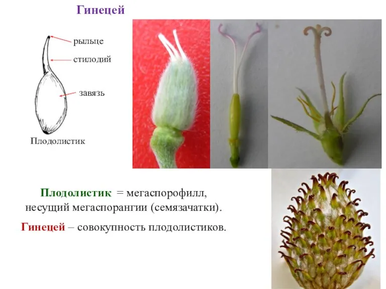 Гинецей Плодолистик = мегаспорофилл, несущий мегаспорангии (семязачатки). Гинецей – совокупность плодолистиков.