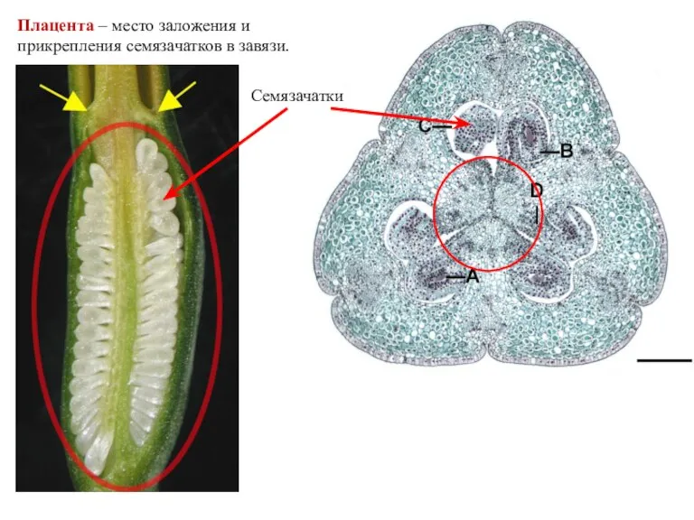 Плацента – место заложения и прикрепления семязачатков в завязи. Семязачатки