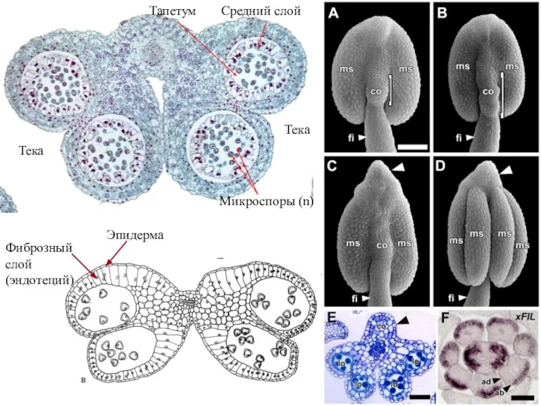 Тека Тека Эпидерма Фиброзный слой (эндотеций) Средний слой Тапетум Микроспоры (n)