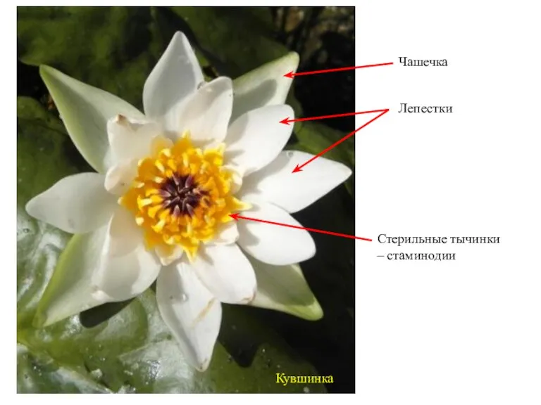 Кувшинка Чашечка Лепестки Стерильные тычинки – стаминодии
