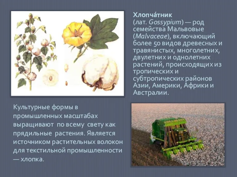 Хлопча́тник (лат. Gossypium) — род семейства Мальвовые (Malvaceae), включающий более 50 видов
