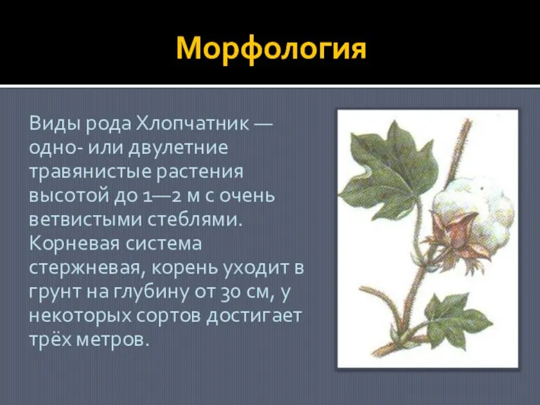 Морфология Виды рода Хлопчатник — одно- или двулетние травянистые растения высотой до