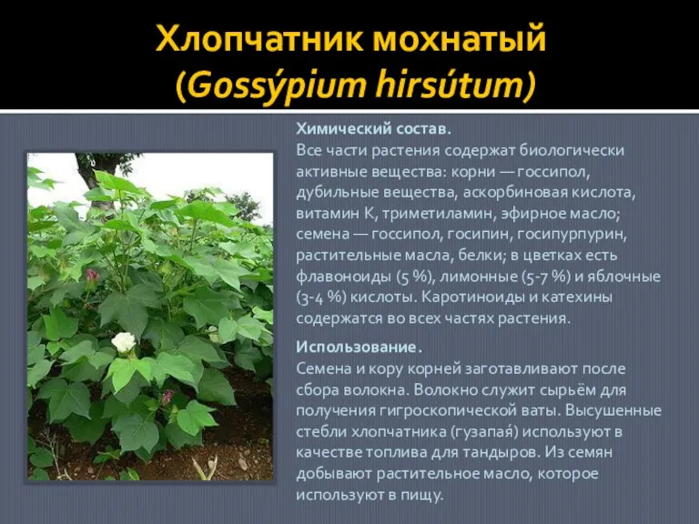 Хлопчатник мохнатый (Gossýpium hirsútum) Использование. Семена и кору корней заготавливают после сбора