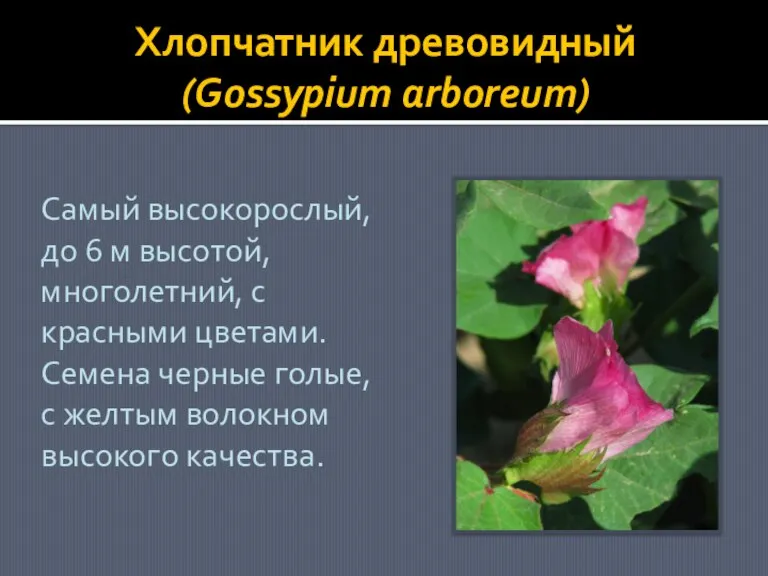 Хлопчатник древовидный (Gossypium arboreum) Самый высокорослый, до 6 м высотой, многолетний, с
