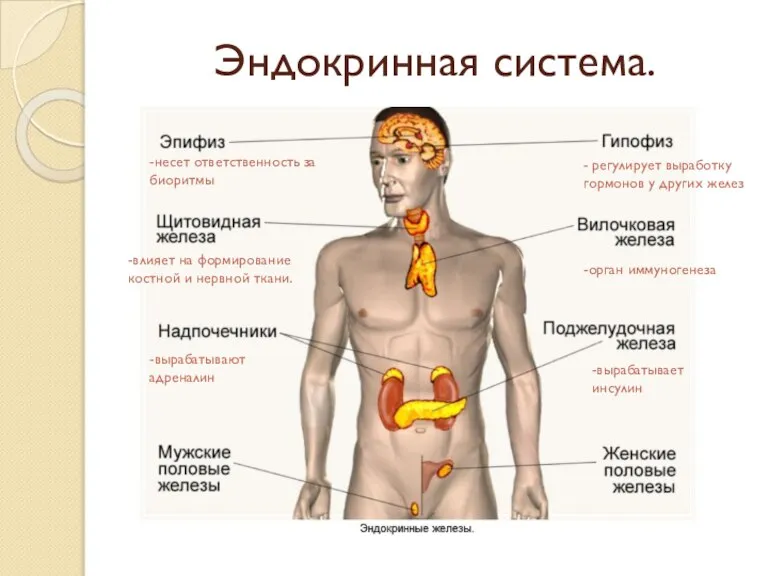 Эндокринная система. -вырабатывают адреналин - регулирует выработку гормонов у других желез -вырабатывает