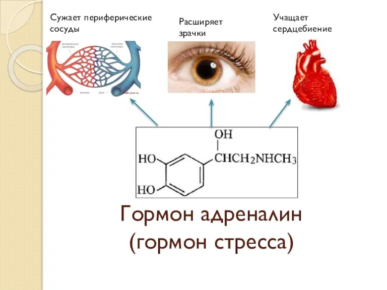 Гормон адреналин (гормон стресса) Расширяет зрачки Учащает сердцебиение Сужает периферические сосуды