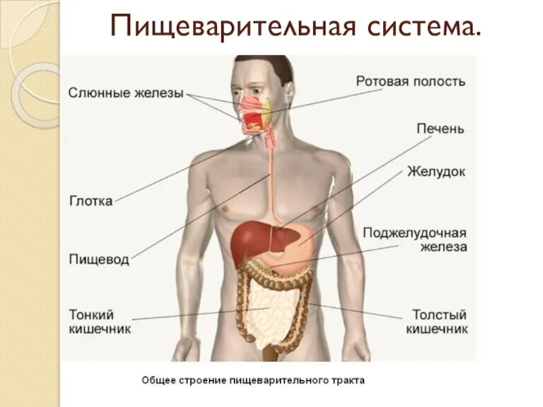 Пищеварительная система.