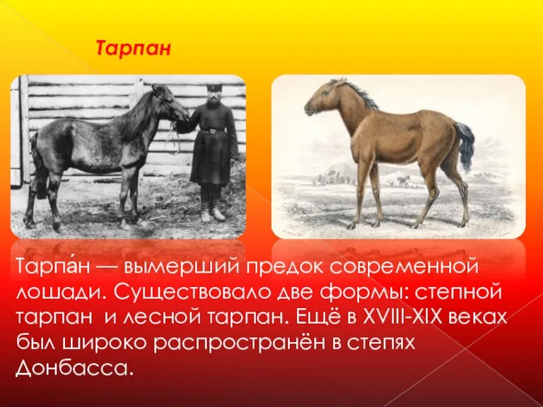 Тарпан Тарпа́н — вымерший предок современной лошади. Существовало две формы: степной тарпан