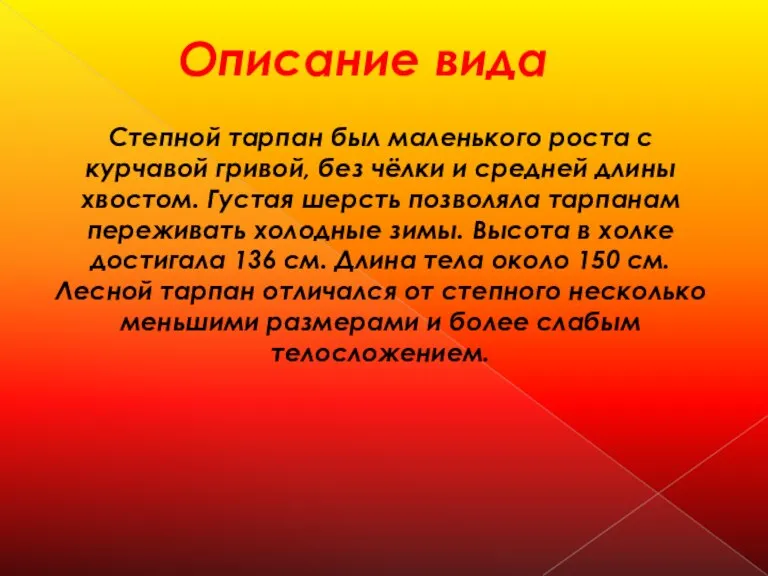 Описание вида Степной тарпан был маленького роста с курчавой гривой, без чёлки