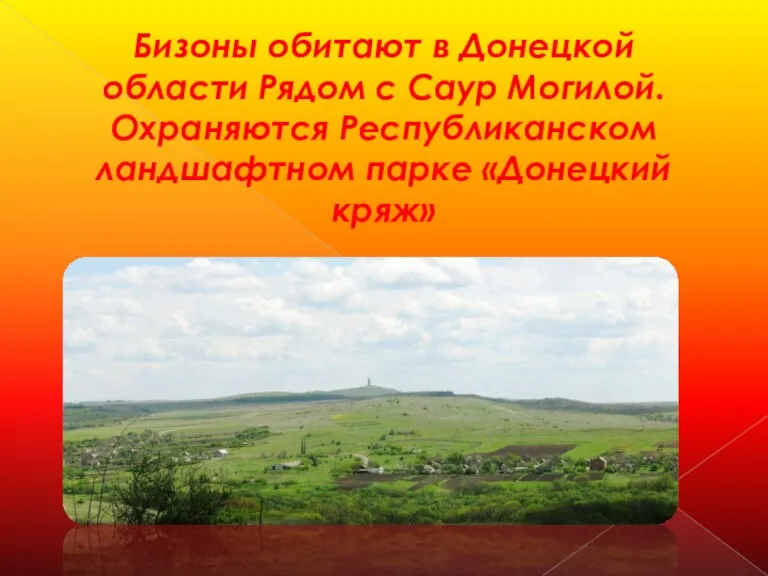 Бизоны обитают в Донецкой области Рядом с Саур Могилой. Охраняются Республиканском ландшафтном парке «Донецкий кряж»