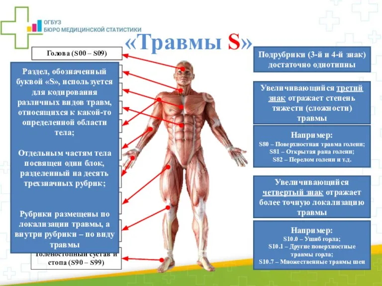 Голова (S00 – S09) Шея (S10 – S19) Грудь (S20 – S29)