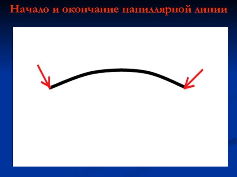 Начало и окончание папиллярной линии