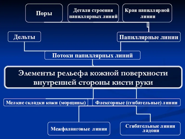 Элементы рельефа кожной поверхности внутренней стороны кисти руки Флексорные (сгибательные) линии Дельты