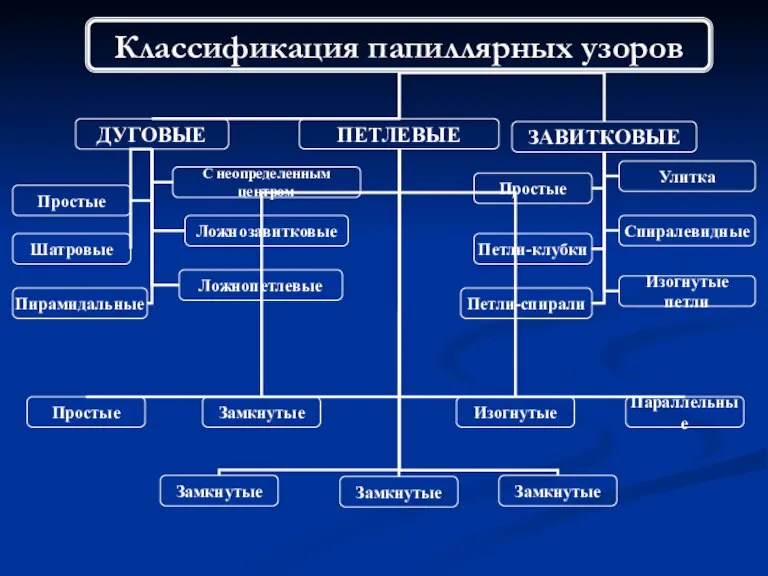 ДУГОВЫЕ ПЕТЛЕВЫЕ Классификация папиллярных узоров ЗАВИТКОВЫЕ Простые С неопределенным центром Шатровые Пирамидальные