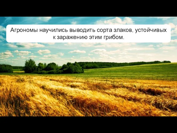 Агрономы научились выводить сорта злаков, устойчивых к заражению этим грибом.