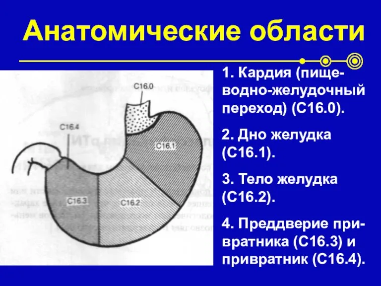 Анатомические области 1. Кардия (пище- водно-желудочный переход) (С16.0). 2. Дно желудка (С16.1).