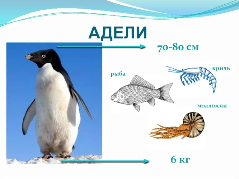 АДЕЛИ 70-80 см 6 кг криль рыба моллюски