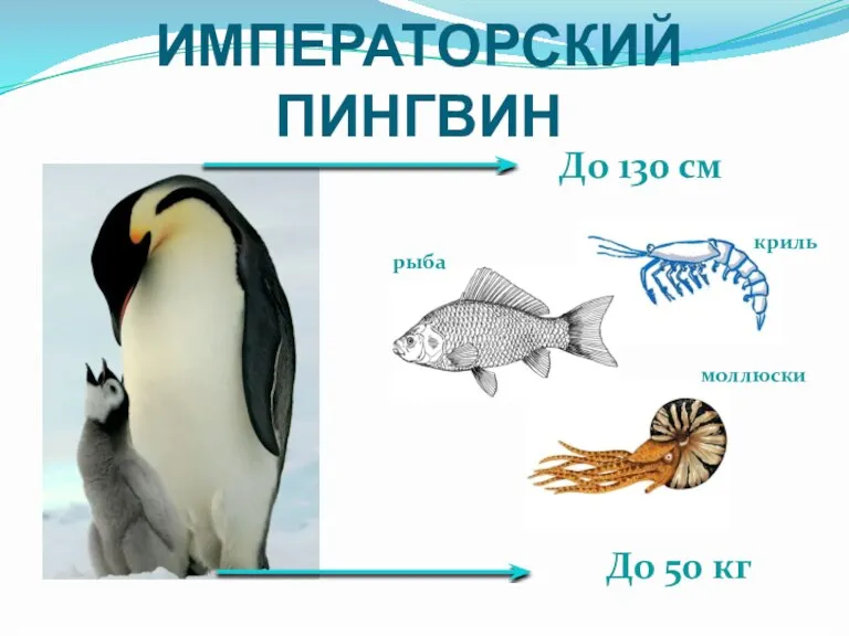 ИМПЕРАТОРСКИЙ ПИНГВИН До 130 см До 50 кг криль рыба моллюски