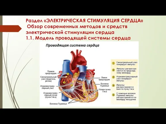 Раздел «ЭЛЕКТРИЧЕСКАЯ СТИМУЛЯЦИЯ СЕРДЦА» Обзор современных методов и средств электрической стимуляции сердца