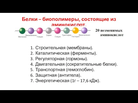 Белки – биополимеры, состоящие из аминокислот. Строительная (мембраны). Каталитическая (ферменты). Регуляторная (гормоны).