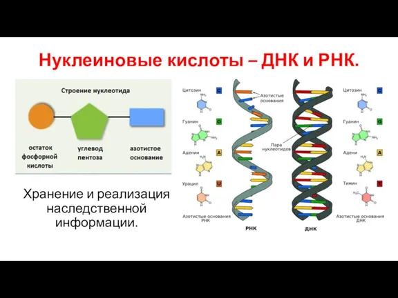 Нуклеиновые кислоты – ДНК и РНК. Хранение и реализация наследственной информации.