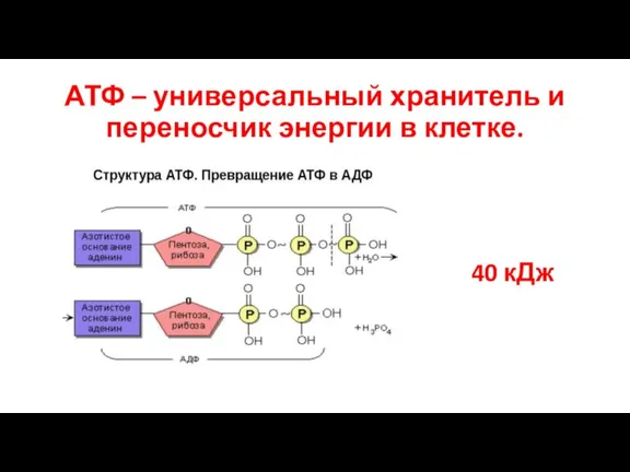 АТФ – универсальный хранитель и переносчик энергии в клетке. 40 кДж