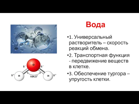 Вода 1. Универсальный растворитель – скорость реакций обмена. 2. Транспортная функция -