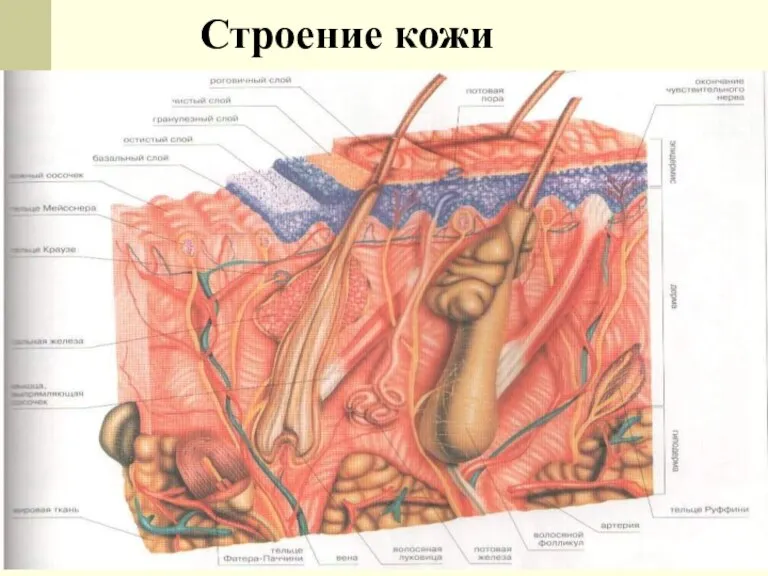 Строение кожи