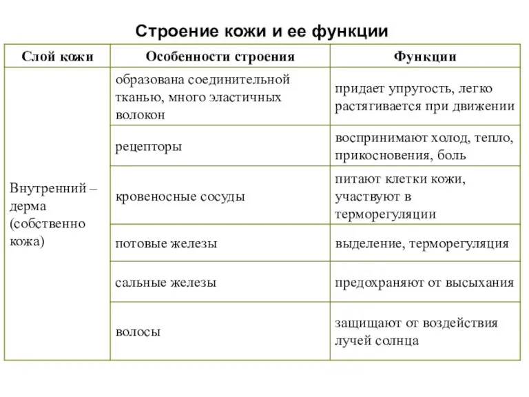 Строение кожи и ее функции