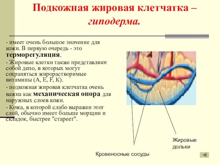 Подкожная жировая клетчатка – гиподерма. - имеет очень большое значение для кожи.