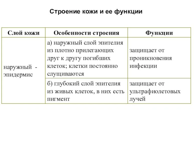 Строение кожи и ее функции