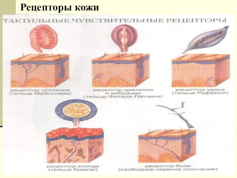 Рецепторы кожи