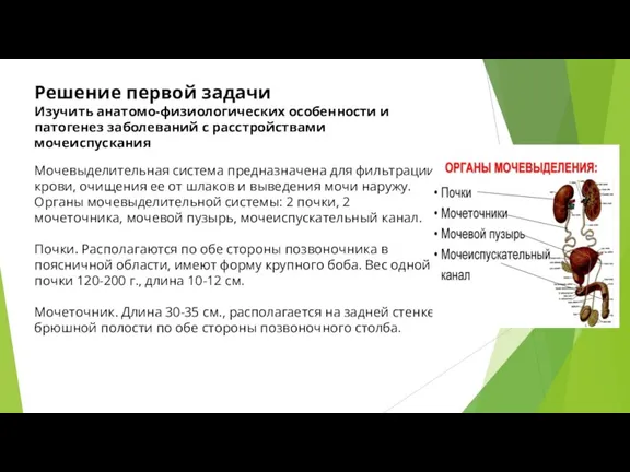 Решение первой задачи Изучить анатомо-физиологических особенности и патогенез заболеваний с расстройствами мочеиспускания