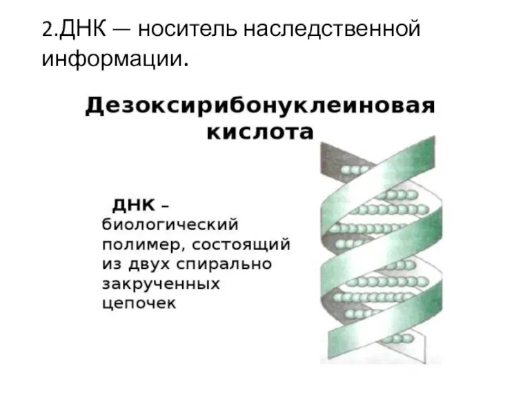 2.ДНК — носитель наследственной информации.