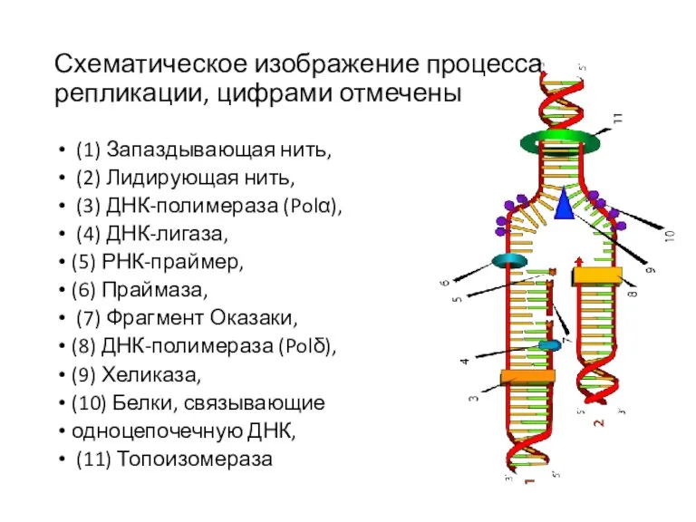 Схематическое изображение процесса репликации, цифрами отмечены (1) Запаздывающая нить, (2) Лидирующая нить,