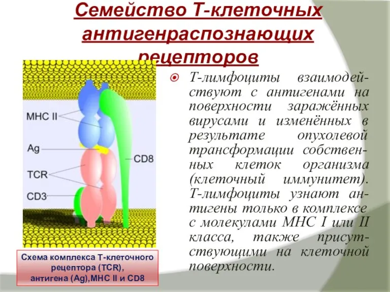 Семейство Т-клеточных антигенраспознающих рецепторов Т-лимфоциты взаимодей-ствуют с антигенами на поверхности заражённых вирусами