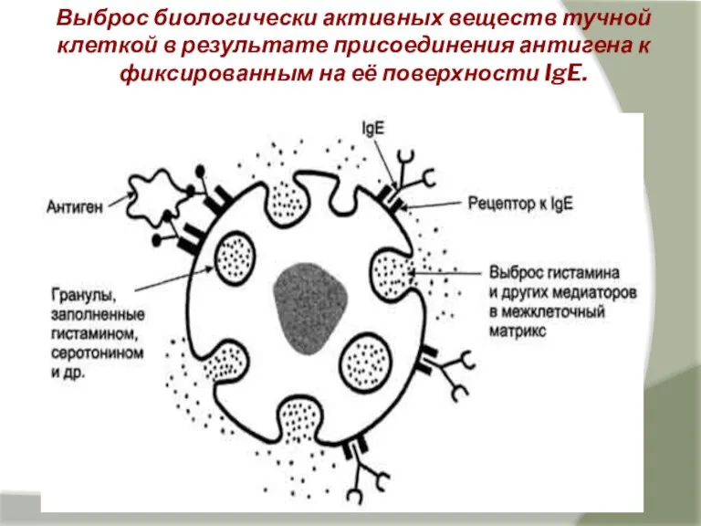 Выброс биологически активных веществ тучной клеткой в результате присоединения антигена к фиксированным на её поверхности IgE.