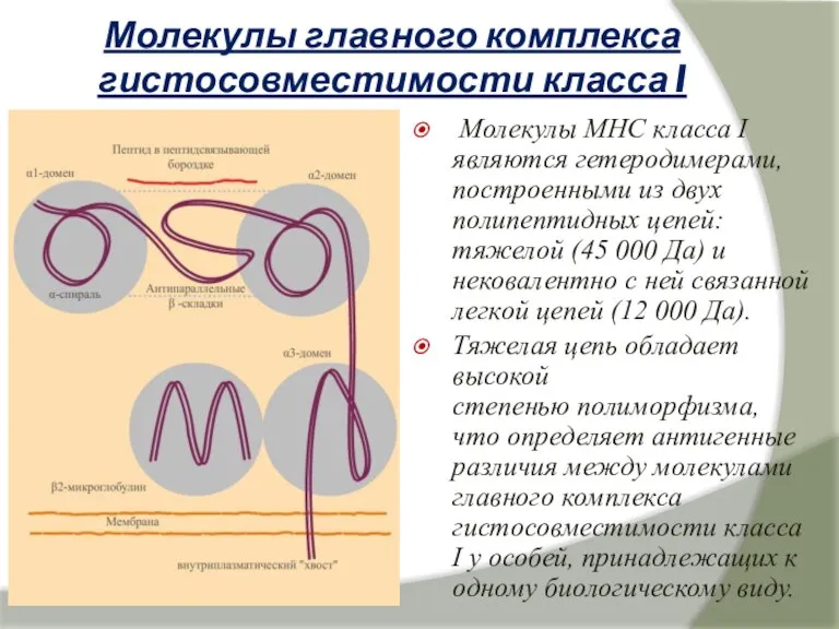 Молекулы главного комплекса гистосовместимости класса I Молекулы МНС класса I являются гетеродимерами,