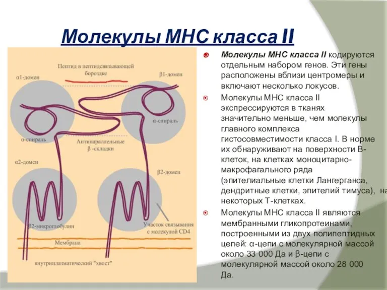 Молекулы МНС класса II Молекулы МНС класса II кодируются отдельным набором генов.