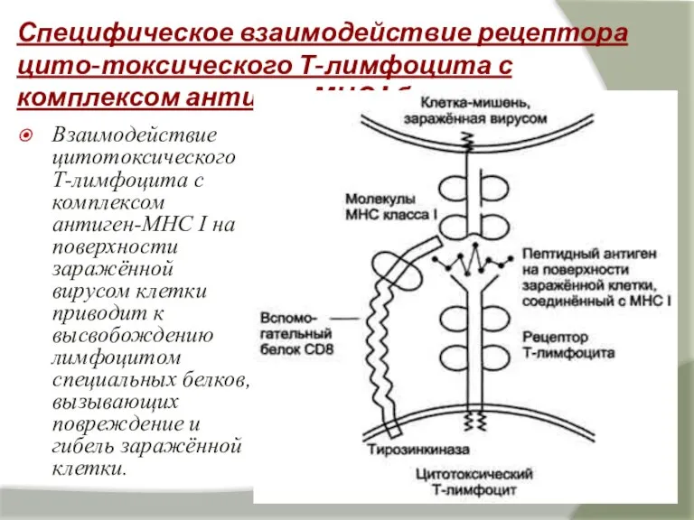 Специфическое взаимодействие рецептора цито-токсического Т-лимфоцита с комплексом антиген-МНС I белком Взаимодействие цитотоксического