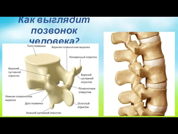 Как выглядит позвонок человека?