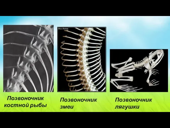 Позвоночник костной рыбы Позвоночник змеи Позвоночник лягушки