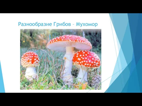 Разнообразие Грибов – Мухомор