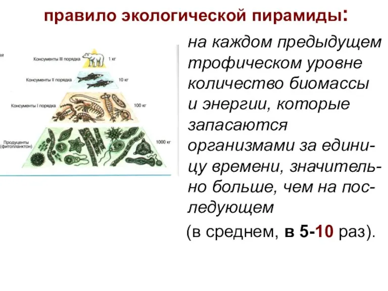 правило экологической пирамиды: на каждом предыдущем трофическом уровне количество биомассы и энергии,