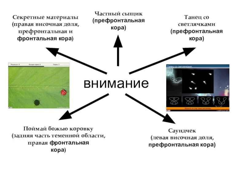 внимание Частный сыщик (префронтальная кора) Секретные материалы (правая височная доля, префронтальная и