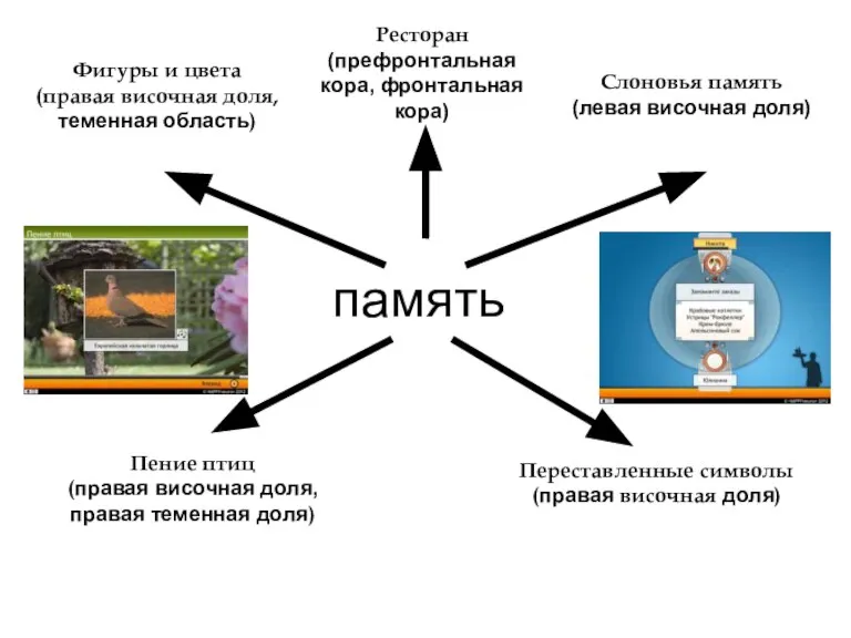 память Ресторан (префронтальная кора, фронтальная кора) Фигуры и цвета (правая височная доля,