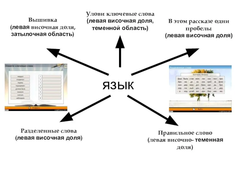 язык Улови ключевые слова (левая височная доля, теменной область) Вышивка (левая височная