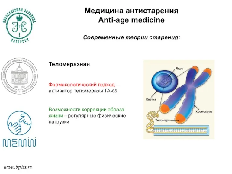 Медицина антистарения Anti-age medicine Современные теории старения: www.beflex.ru Теломеразная Фармакологический подход –