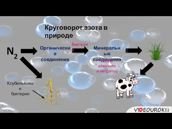 Круговорот азота в природе N2 Органические соединения Минеральные соединения Бактерии (Соли аммония и нитраты) Клубеньковые бактерии