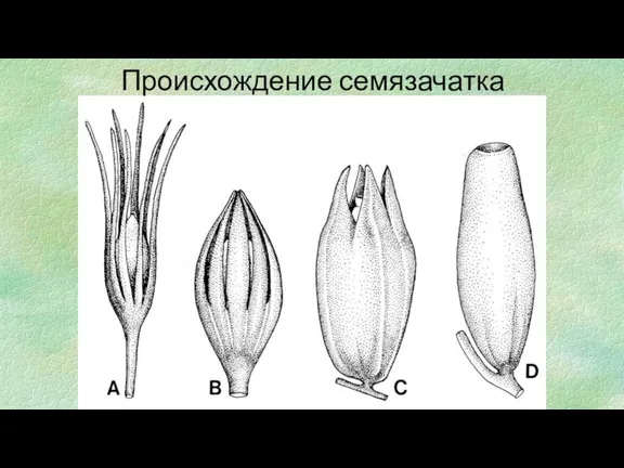 Происхождение семязачатка